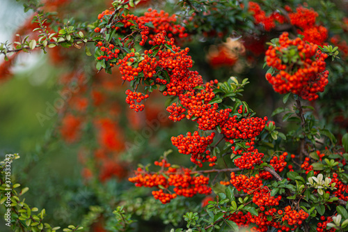 orange berry, clusters of juicy Rowan 