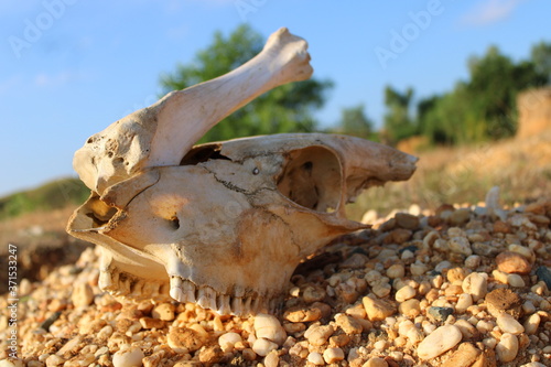 Cow skulls on arid ground. cow skull in wild realm. cows die and dry up leaving a skull
