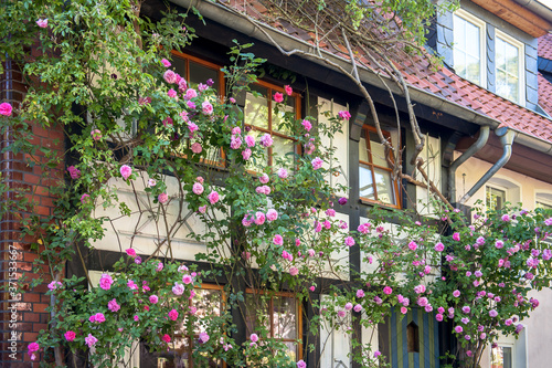 Schilderij op canvas Idyllische rosarote Rosen Pracht am Fachwerkhaus