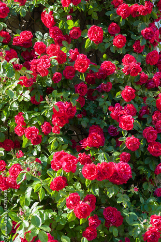 Fototapeta Naklejka Na Ścianę i Meble -  Idyllische rote Rosen Pracht
