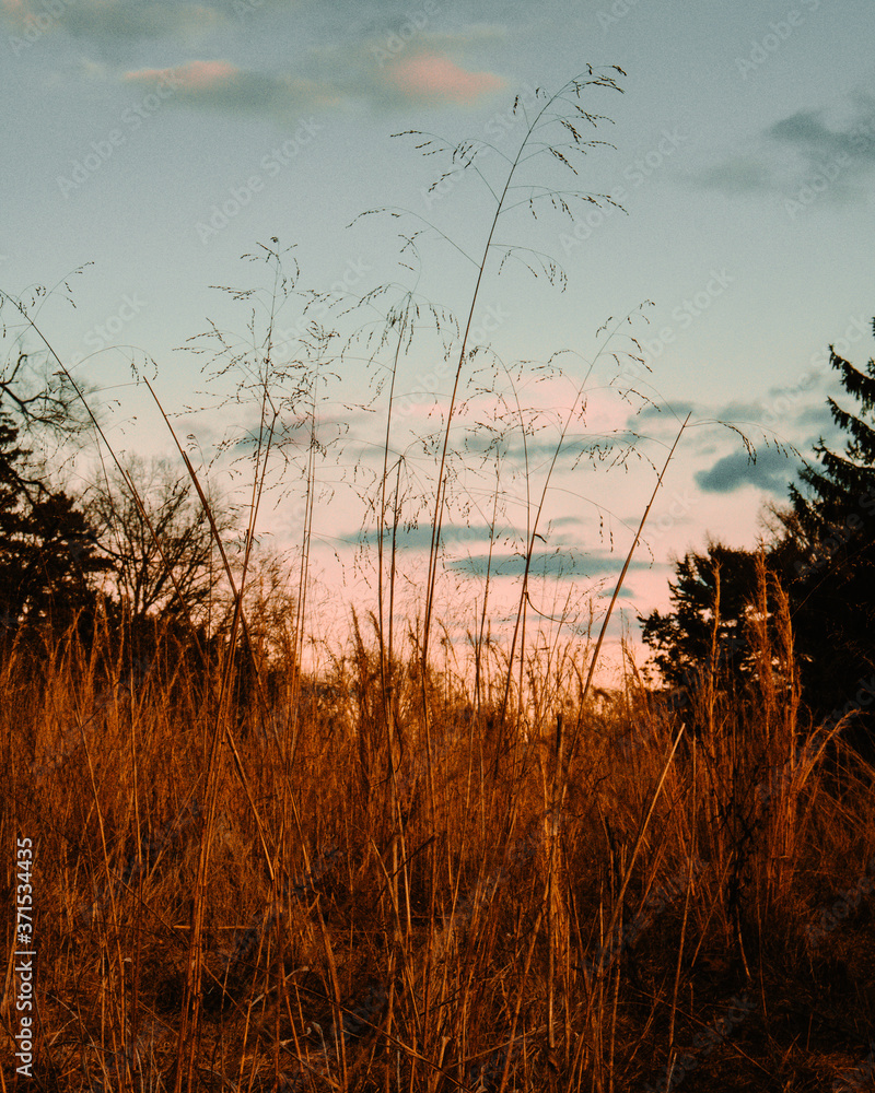 Fototapeta premium A Large Field of Orange Plants With One Plant Longer than The Rest