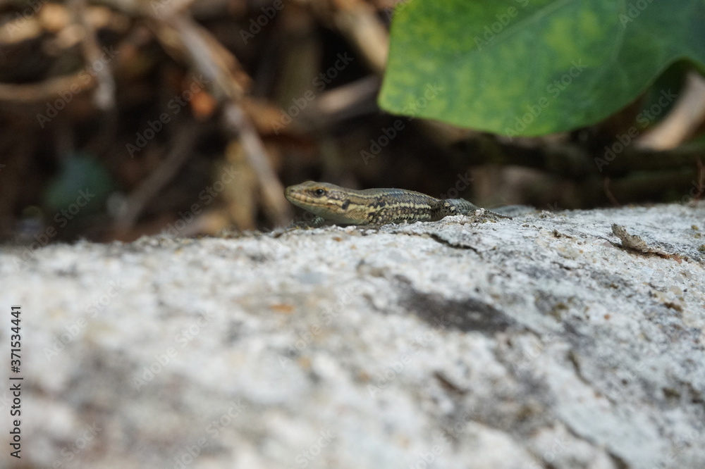 jeune lézard des murailles sur un muret jeune lézard des murailles sur un muret