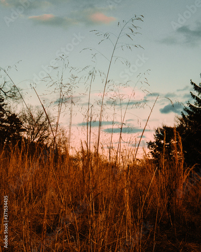 A Large Field of Orange Plants With One Plant Longer than The Rest