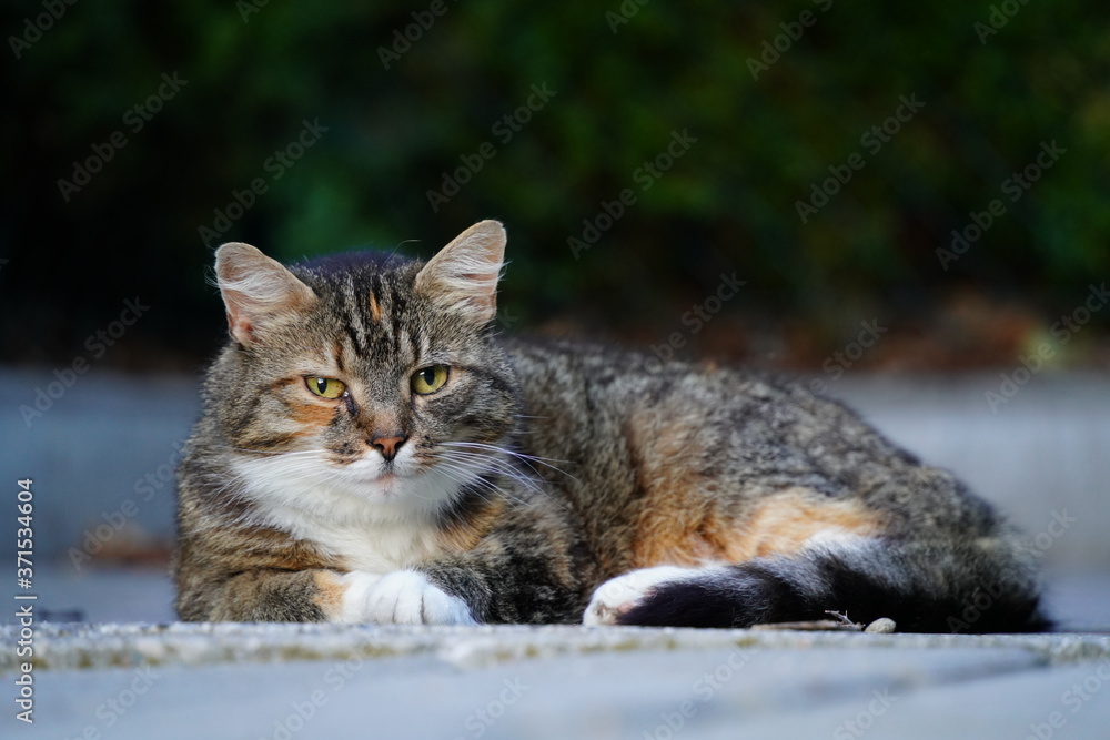 Cat resting Cat resting