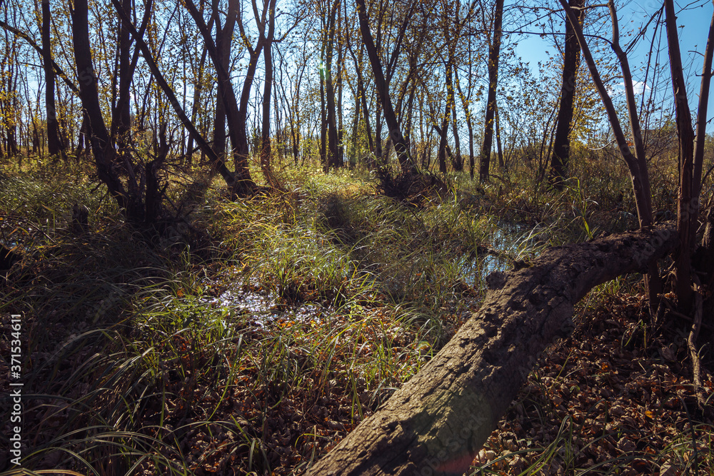 Fallen Log Amongst Trees in a Wetland Fallen Log Amongst Trees in a Wetland