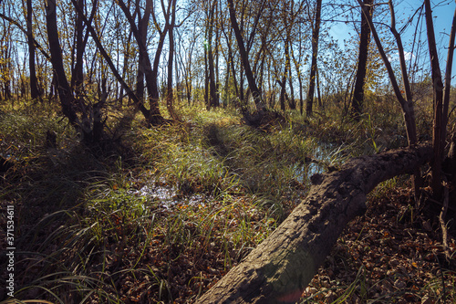 Fallen Log Amongst Trees in a Wetland