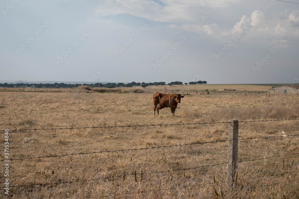 cows in a field
