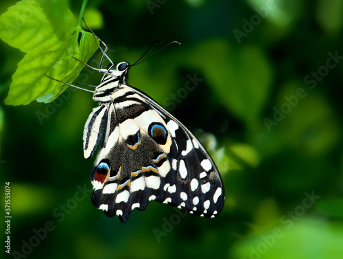Citrus Swallowtail Butterfly (Papilio demoleus) perched on a leaf. Natural green background. photo