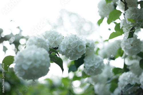 白い紫陽花