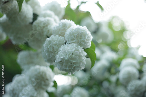 白いアジサイ