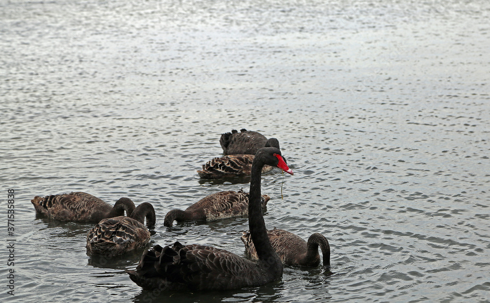 Fototapeta premium Black swan close up - Sorrento Front Beach - Victoria, Australia
