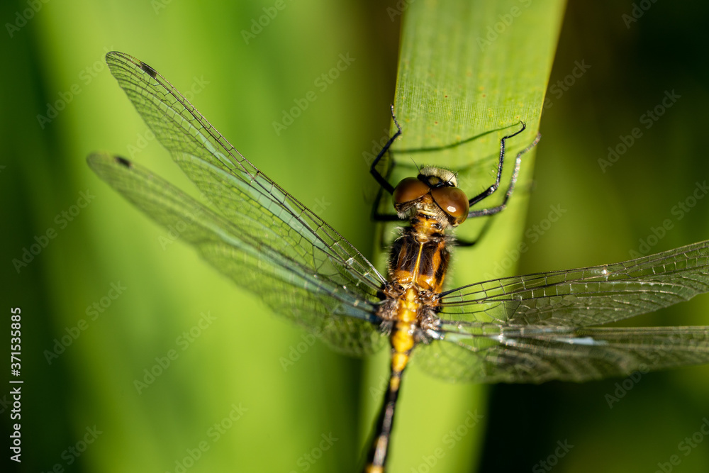 Dragonfly Close Crop on a Reed Dragonfly Close Crop on a Reed