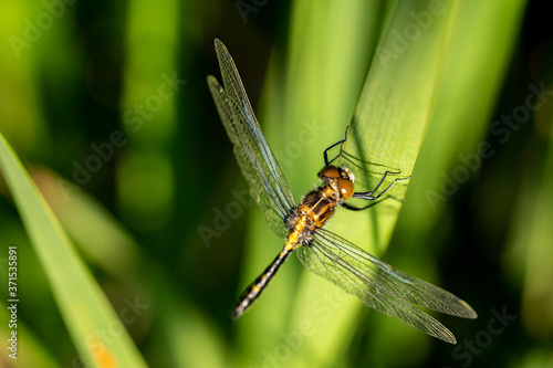 Dragonfly on a Wetland Reed