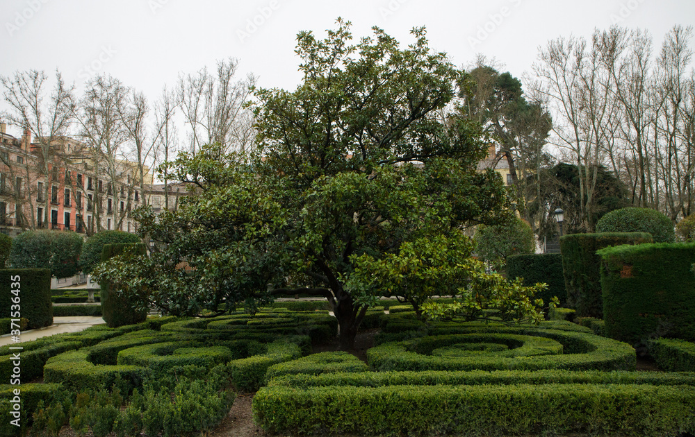 Green space. European garden and landscaping in the city. View of a tree and Buxus sempervirens, also known as Common Boxwood, labyrinth design in the urban park. 