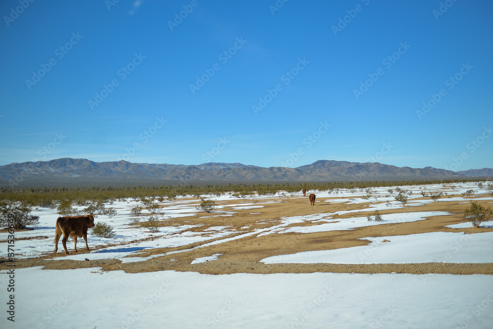 nieve, vacas, desierto