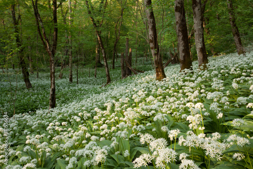 A summery field of wild and aromatic Bear's garlic, Allium ursinum flowering in Estonian nature, Northern Europe. 
