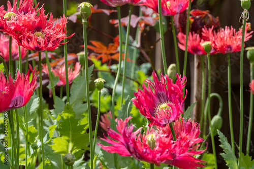 Foto Cluster of beautiful oriental red poppies, photographed in an urban garden in the sun
