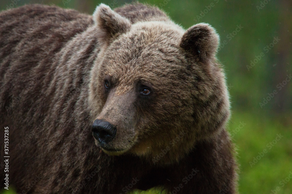 Sincere eyes of a large predator Brown bear, Ursus arctos in Finnish taiga forest during summer, Northern Europe. 