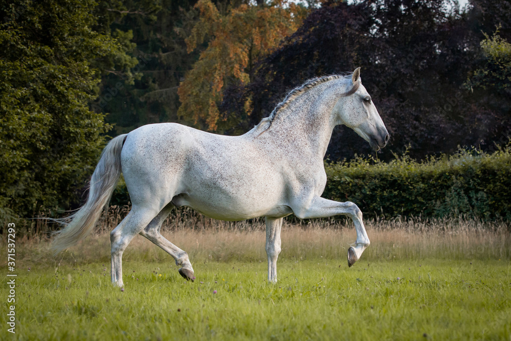 Temperamentvoller Lusitano auf der Weide Temperamentvoller Lusitano auf der Weide