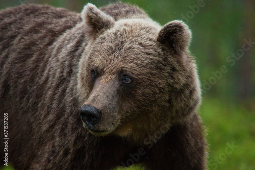 Sincere eyes of a large predator Brown bear, Ursus arctos in Finnish taiga forest during summer, Northern Europe. 