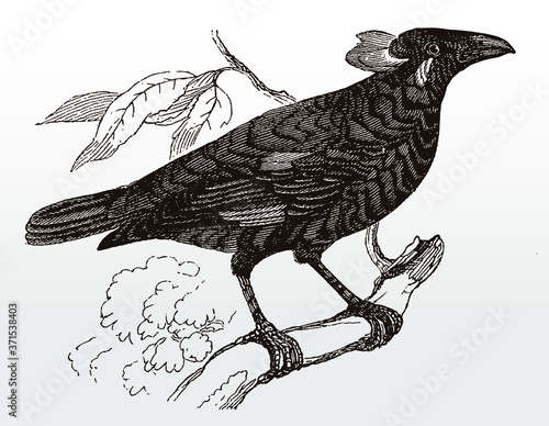 Common hill myna, gracula religiosa sitting on a branch, after an antique illustration from the 19th century