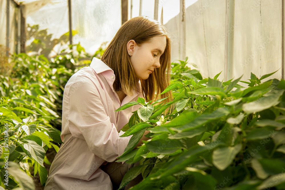 beautiful young girl in a greenhouse harvests peppers.The concept of gardening and eco-friendly products beautiful young girl in a greenhouse harvests peppers.The concept of gardening and eco-friendly products