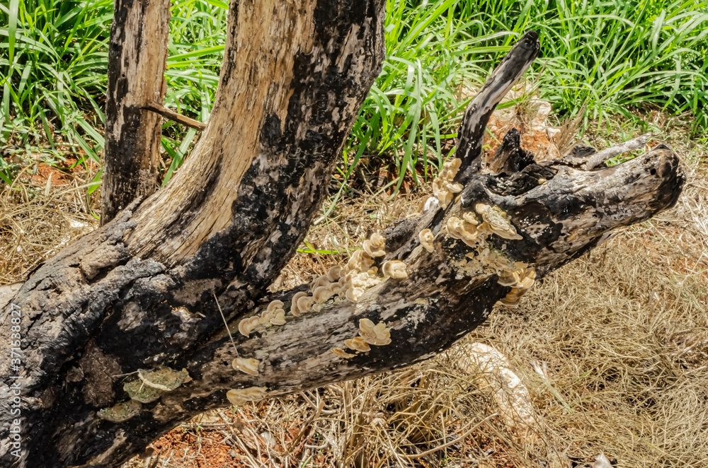 Ganoderma Mushrooms On Dead Tree Stump