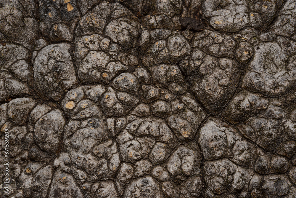 Background or texture of old wood. Pattern on dry wood. Old tree stump. Background or texture of old wood. Pattern on dry wood. Old tree stump.