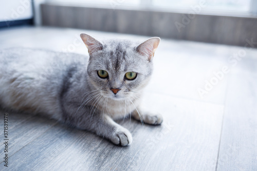 A beautiful gray fluffy cat lies on a laminate. The concept of pets.