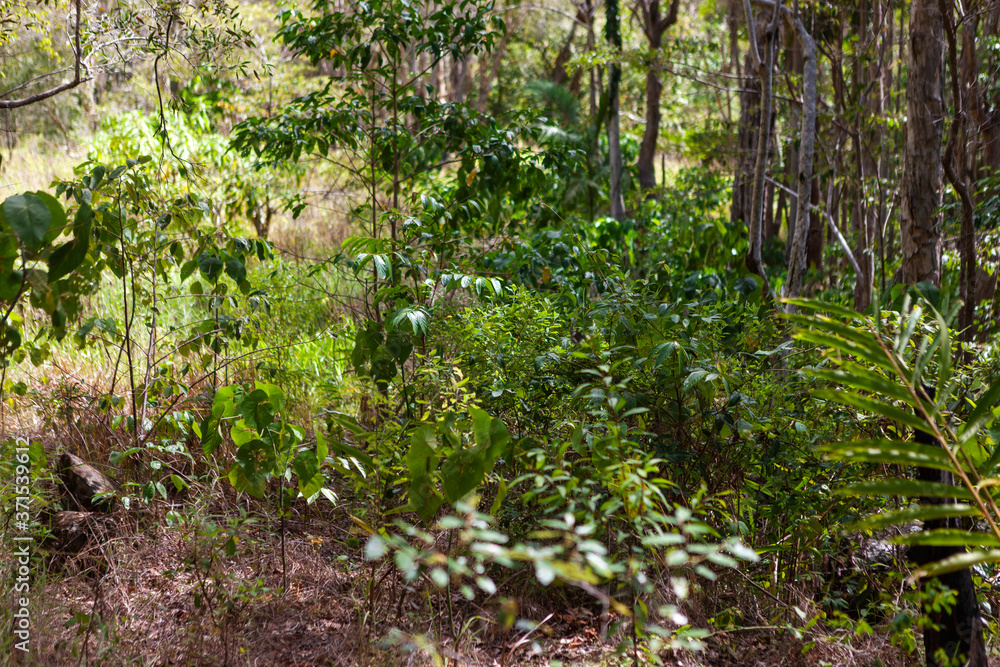 Untouched forest nature in Byron Bay Untouched forest nature in Byron Bay