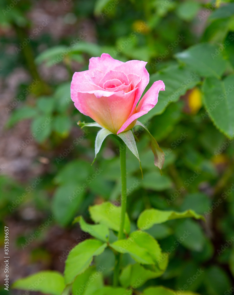 A [ink rose surrounded by green