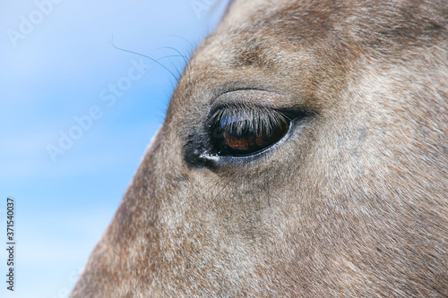 Gray horse shows brown hair close up and eye for equine vision concept.