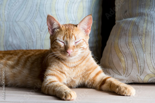 Fotografie dramatic image of an orange tabby kitty resting outside in the sunshine