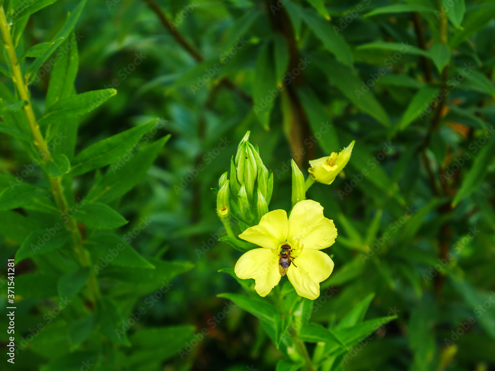 green leafy plant with yellow flowers and fly green leafy plant with yellow flowers and fly