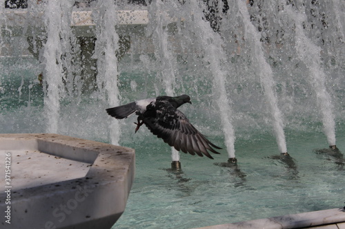 the bird and the fountain