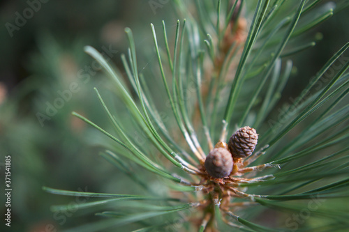 close up of a pine cone