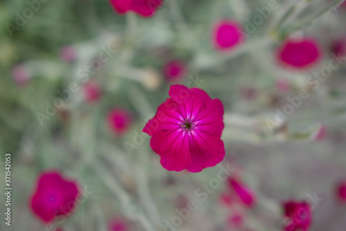 pink cosmos flowers