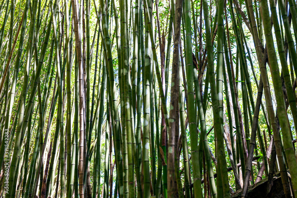 Beautiful green bamboo tree background Beautiful green bamboo tree background
