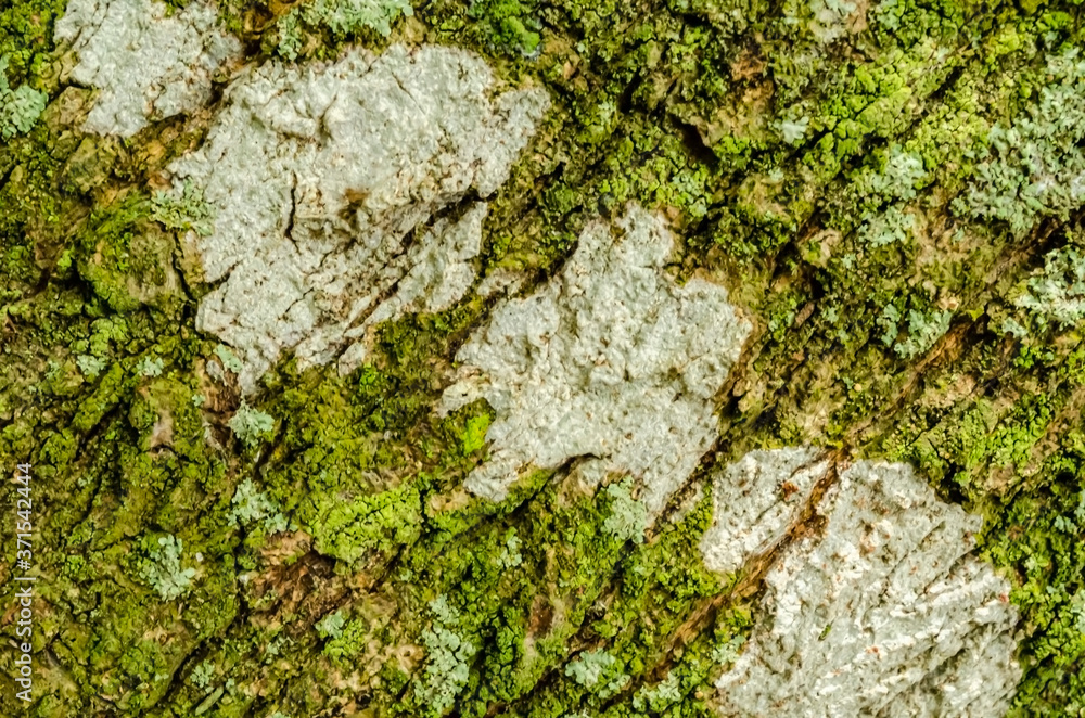 Algae And Lichen On Cracked Tree Bark