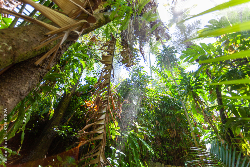 Fototapeta premium Green trees in the tropical forest