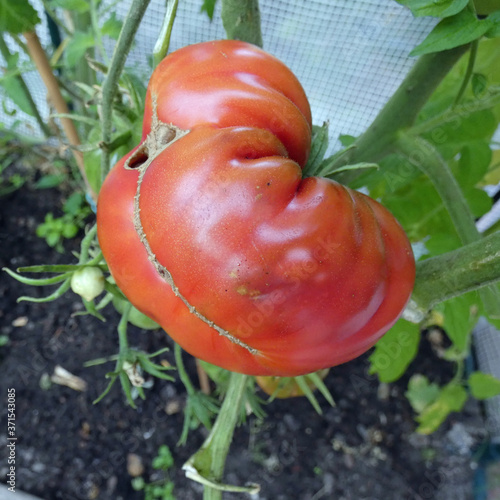 make caprese with oxheart tomatos photo