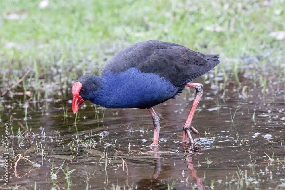 Purple Swamp Hen searching for food in flooded field Purple Swamp Hen searching for food in flooded field