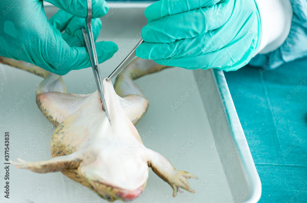 Men wearing gloves cutting frog skin by scissors and tooth forceps for