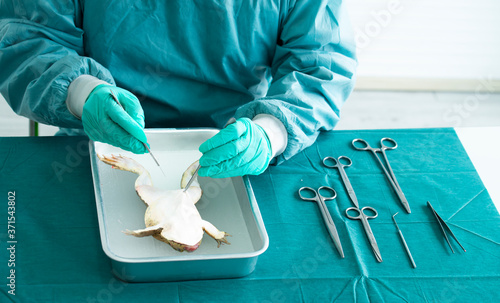 Men wearing gloves cutting frog skin by scissors and tooth forceps for anatomy biology study in basic class surgery. Frog Dissection 