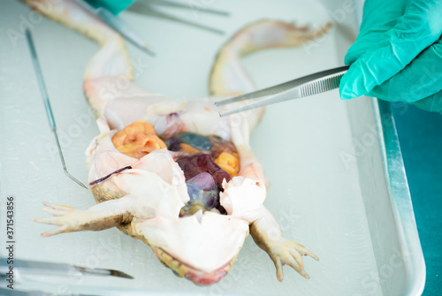 Εκτύπωση καμβά Frog dissection basic