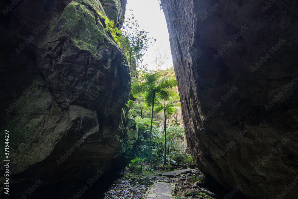 Fototapeta premium Ward's Canyon, Carnarvon Gorge National Park, Queensland, Australia