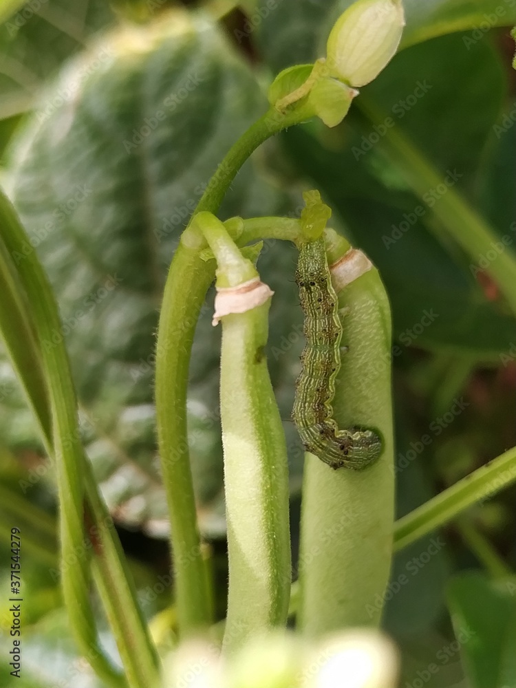 caterpillar on a leaf - Helicoverpa armigera caterpillar on a leaf - Helicoverpa armigera