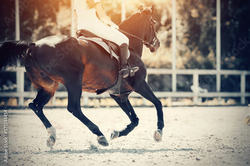Equestrian sport. Galloping horse. © Azaliya (Elya Vatel)