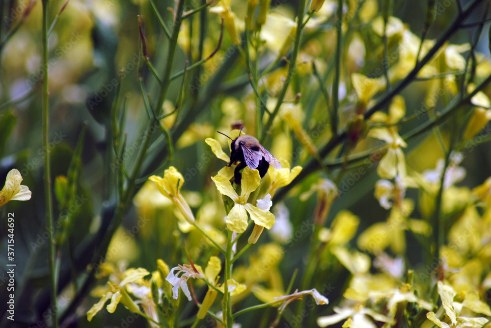 Bee on Flower Bee on Flower
