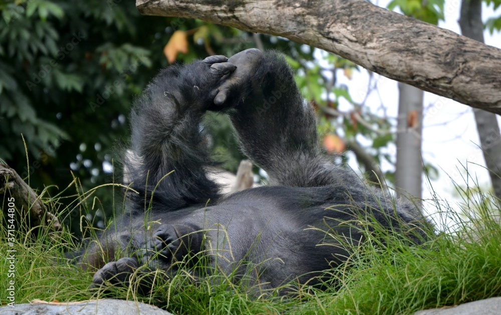 Obraz premium A young gorilla playing in the grass